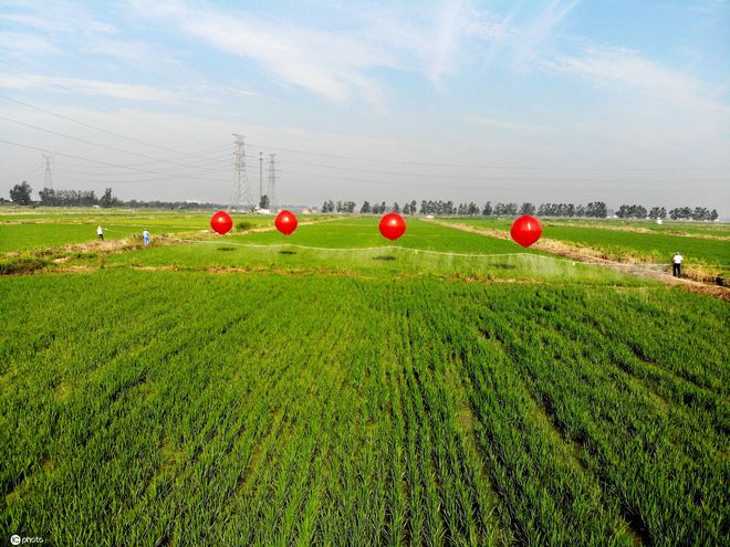 半岛电竞官方江苏一农人研发制作“氢气球喷药机： 一天可完成800亩稻田喷药(图2)