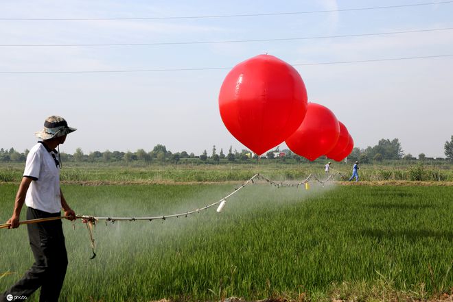 半岛电竞官方江苏一农人研发制作“氢气球喷药机： 一天可完成800亩稻田喷药(图1)